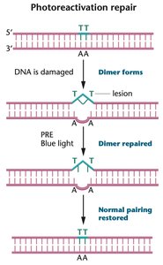 Photoreactivation repair mechanism