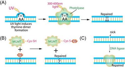 Direct repair mechanisms: photolyase and MGMT