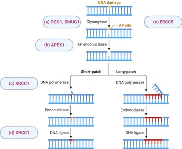 Base excision repair pathway