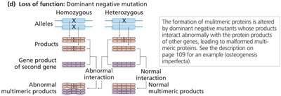Dominant negative mutation diagram