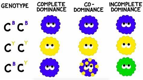 Dominance, codominance, incomplete dominance cartoon