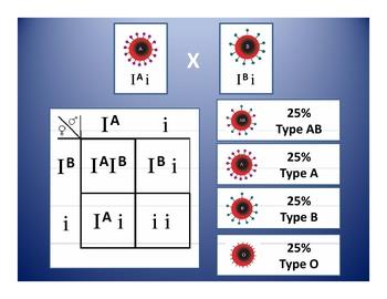 ABO blood group Punnett square