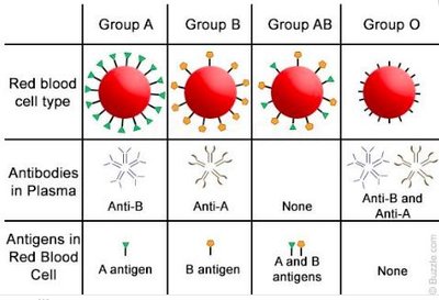 ABO blood group antigens table
