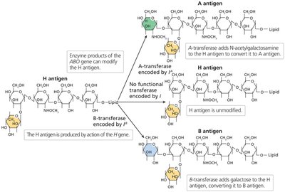 Molecular basis of ABO antigens
