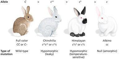 C gene allelic series in rabbits