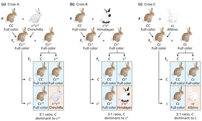 C gene dominance crosses A-C