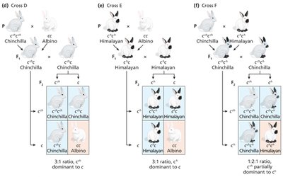 C gene dominance crosses D-F