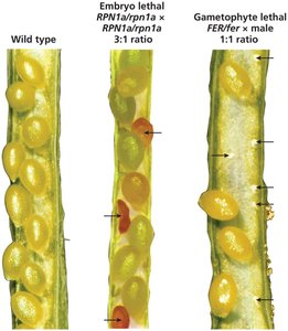 Lethal alleles in plants