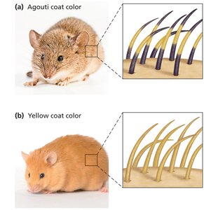 Agouti and yellow coat color in mice