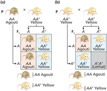 Dominance and lethality in mice