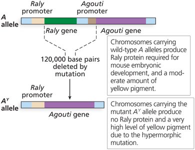 Molecular basis of A<sup>Y</sup> lethality