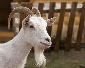 Goat with chin beard