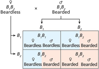 Sex-influenced inheritance in goats