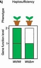 Haplosufficiency bar graph