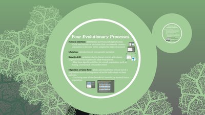 Four evolutionary processes
