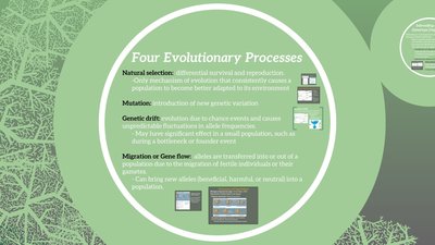 Natural selection effects on allele frequency