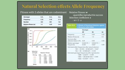 Artificial selection in Drosophila