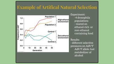 Genetic drift and bottleneck