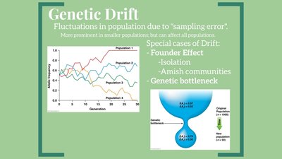 Migration effects on allele frequency