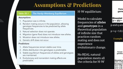 Hardy-Weinberg assumptions and predictions table