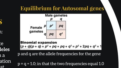 Punnett square for Hardy-Weinberg equilibrium