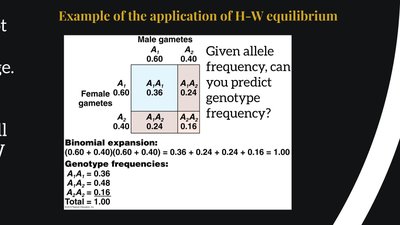 Example calculation of genotype frequencies
