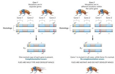Complementation analysis in Drosophila