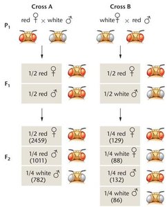 X-linked inheritance in Drosophila