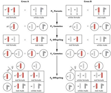 Chromosomal explanation of X-linked crosses