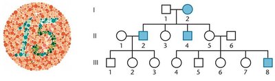 Pedigree of X-linked color blindness