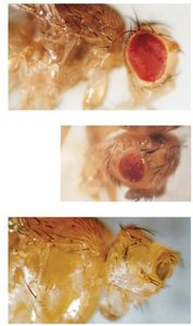 Variable expressivity in Drosophila eyeless mutation