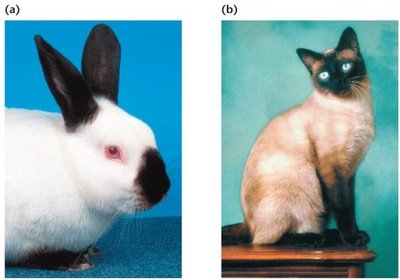 Temperature-sensitive pigmentation in Himalayan rabbit and Siamese cat