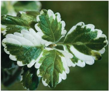 Variegated leaves in four-o'clock plant