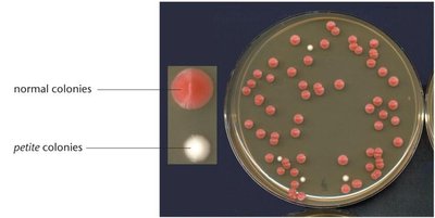 Normal and petite yeast colonies