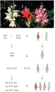 Incomplete dominance in snapdragons