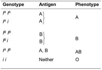 ABO blood group genotypes and phenotypes