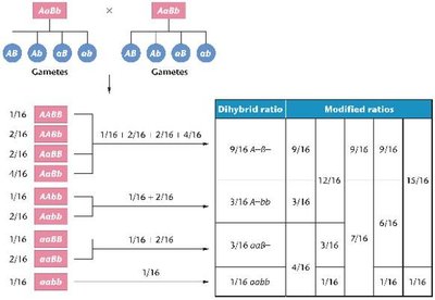 Modified dihybrid ratios and Punnett square