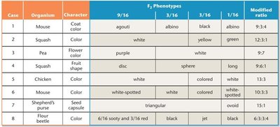 Table of modified dihybrid ratios in various organisms