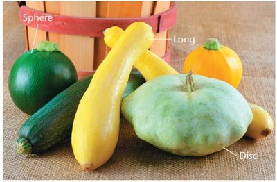 Novel fruit shapes in summer squash