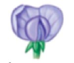 Monohybrid cross: purple x white flowers