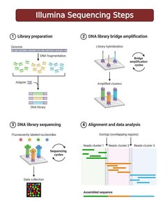 Illumina sequencing steps