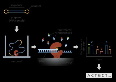 PacBio SMRT sequencing workflow