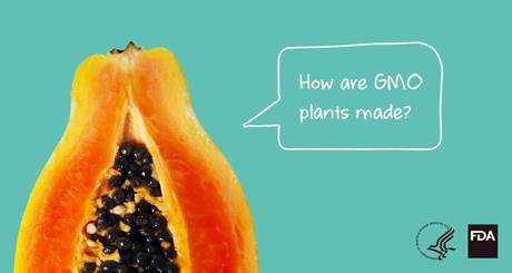 Papaya with text 'How are GMO plants made?'