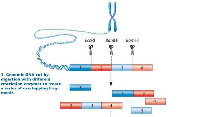 Genome assembly from overlapping fragments