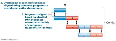SNP example in DNA sequence