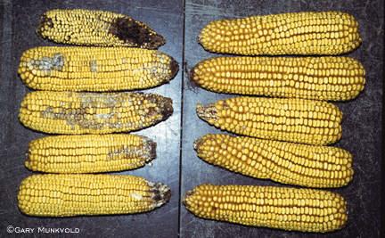 Insect resistant corn