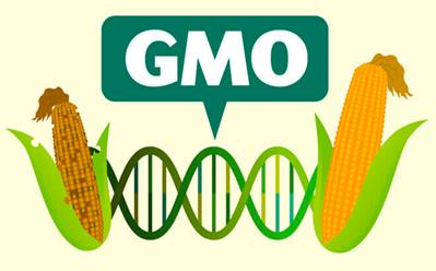Difference between traditional breeding and genetic engineering