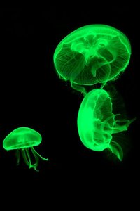 Green fluorescent protein (GFP) in jellyfish