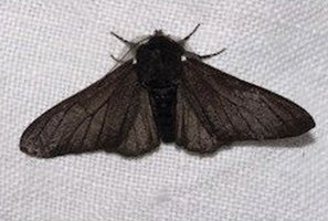 Dark peppered moth on white background