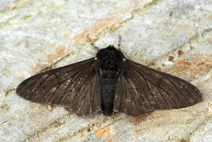 Dark peppered moth on tree bark